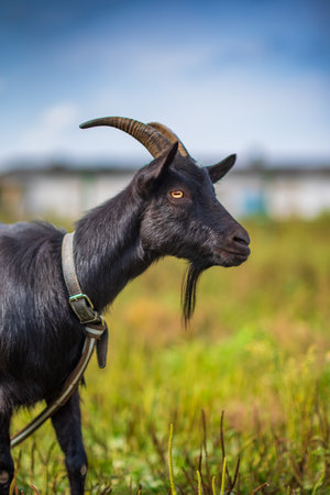 A black goat grazes on a leash in a meadow. Photographed in close-up.の写真素材
