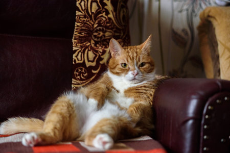 Home red cat resting on the couch.の写真素材