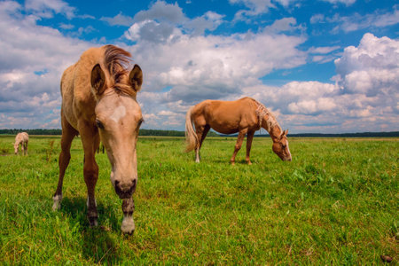 Horse grazing in pasture on a summer day.の写真素材