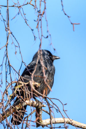A crow sits on a tree among the branches.の写真素材