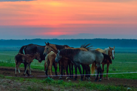 Herd of horses in the pasture at sunset. Beautiful landscape.の写真素材