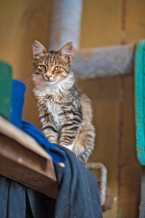 Portrait of a beautiful gray cat in an old apartment.