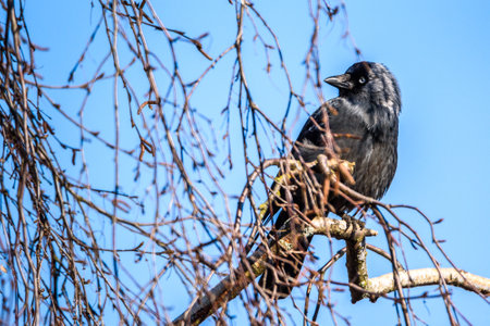 A crow sits on a tree among the branches.の写真素材