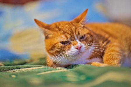 A cat lying on a sofa is photographed close-up.の写真素材