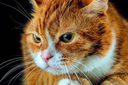 Portrait of a red cat with green eyes on a black background