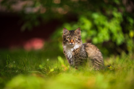 Beautiful gray kitten is sitting in the green grass.の写真素材