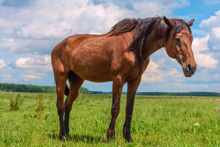 Horse in pasture on a summer day.の写真素材