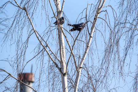 A crow sits on a tree among the branches.の写真素材
