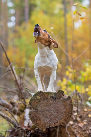 Jack Russell Terrier on a log in the forest. Photographed close-up.の写真素材