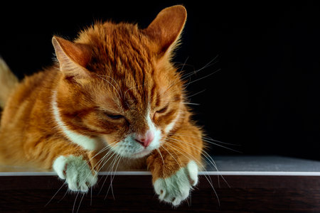 Red cat lying on the table. Isolated on black background.の写真素材