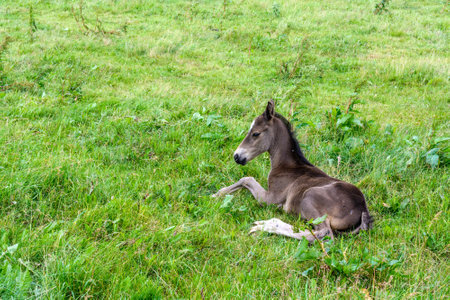 the foal lies on the grassの写真素材