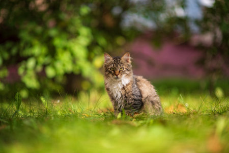 Gray kitten is sitting in the green grass.の写真素材