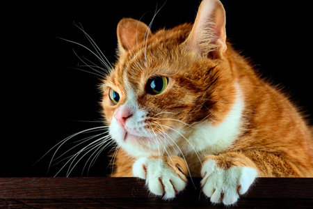 ginger cat on a black background, close-up, portraitの写真素材