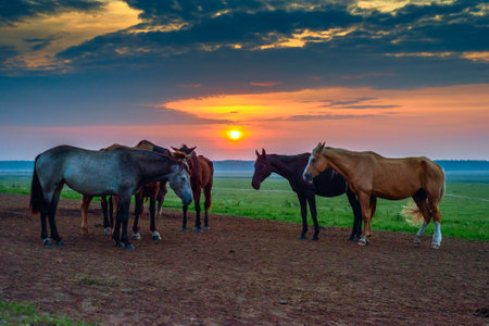 Herd of horses in the meadow at sunset. Horses graze in the meadow.の写真素材