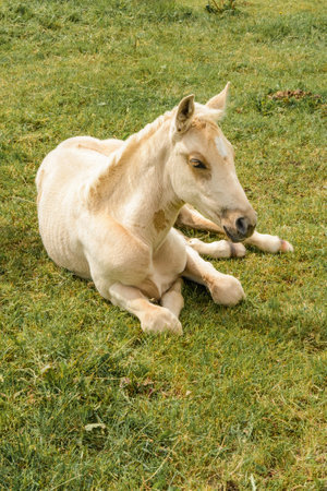 the foal lies on the grassの写真素材