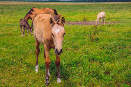 Horse grazing in pasture on a summer day.の写真素材