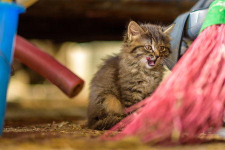 Gray cat close up.の写真素材