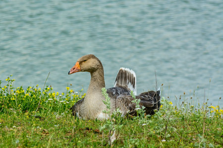 Duck walking on the grass on the bankの写真素材