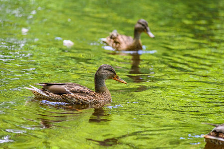 Duck swimming on the lake in the city park in summer.の写真素材