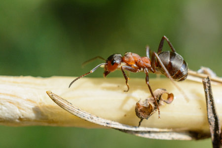 Ants on a plant in the wild. Ants in nature.の写真素材