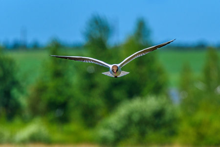beautiful flying seagullの写真素材