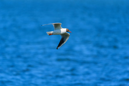 a gull flying over a lake
