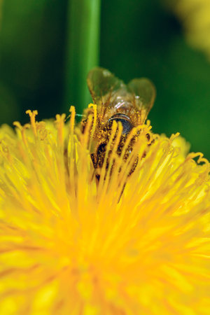 bee collects nectar close-up