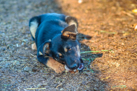 stray dog chewing on a boneの写真素材