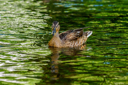 Mallard duck swimming in the water. Female mallard duck.の写真素材