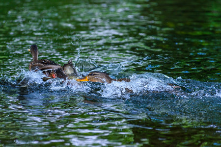 Mallard duck splashing in the water with a fish.の写真素材