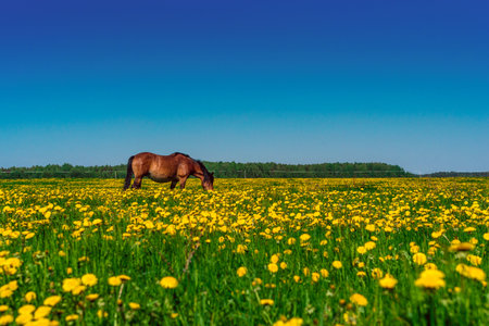 Horse on the field of dandelions.の写真素材