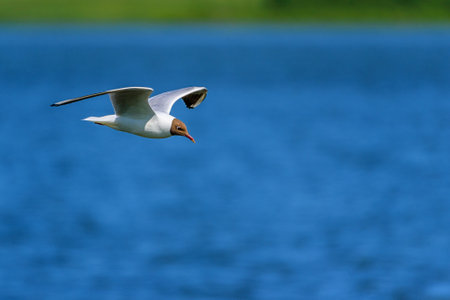 beautiful flying seagull