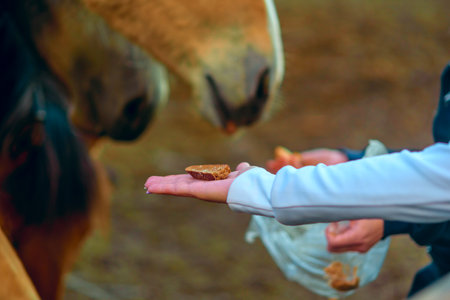 The girl feeds the horse. Close-up.の写真素材