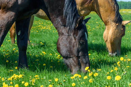 the horse on the field eats dandelionsの写真素材