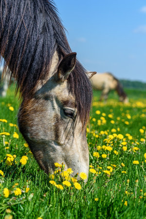 the horse on the field eats dandelionsの写真素材