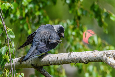raven standing on one leg on a branchの写真素材