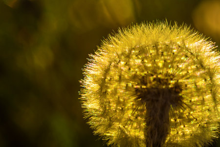 dandelions against the background of the sunの写真素材