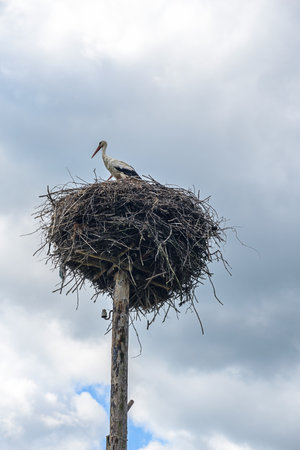 stork in the nest against the skyの写真素材