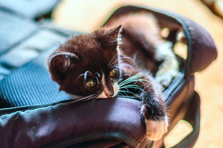 Cute little kitten sleeping on the chair. Selective focus.