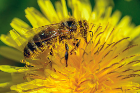 bee collects nectar close-up
