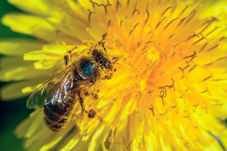 bee collects nectar close-up