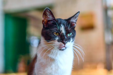 Stray cat on the farm.