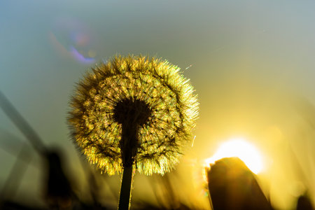 dandelions against the background of the sunの写真素材