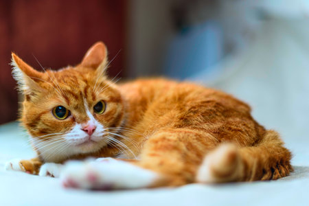 studio portrait of a red catの写真素材