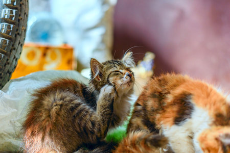 Stray cat on the farm.の写真素材