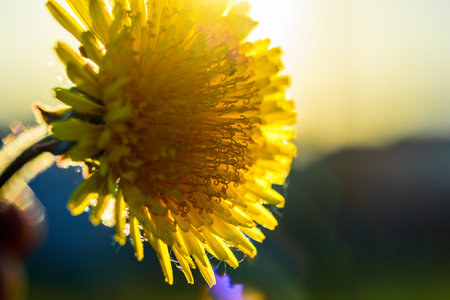 dandelions against the background of the sunの写真素材