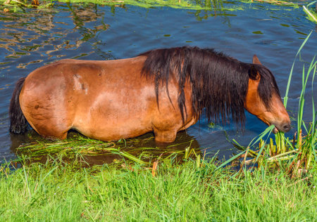 The horse stands in the river.の写真素材