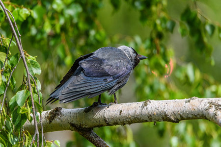 the crow sits on a branchの写真素材