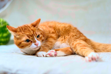 studio portrait of a red catの写真素材