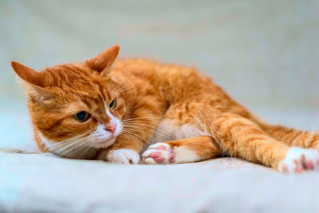 studio portrait of a red catの写真素材